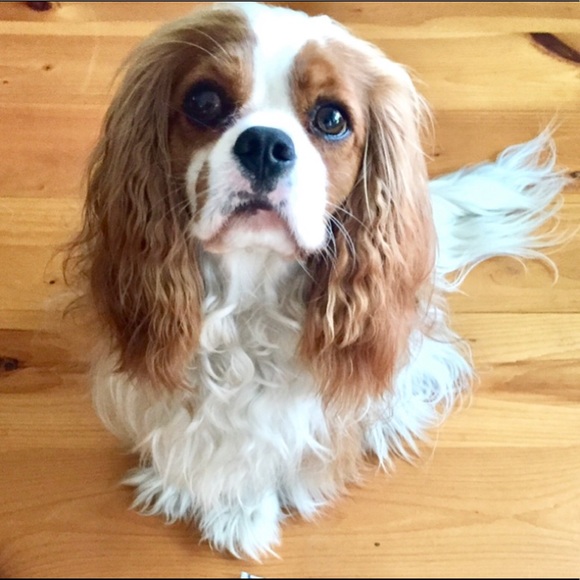 Meet your Posher, Chloé - Picture 3 of 3